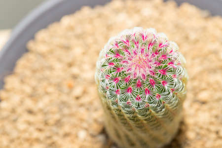 Close up of potted Rainbow Cactus Echinocereus rigidissimusの写真素材