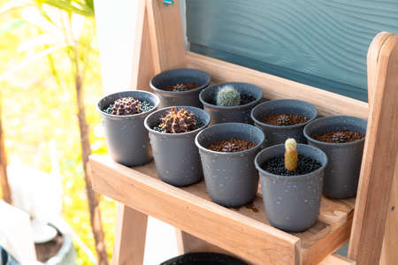Cactus pot decorate watering in the gardenの写真素材