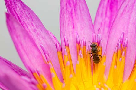 Purple lotus petals and bee nature background