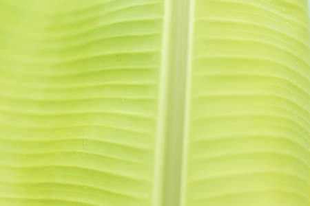 Fresh green tropical young banana leafの写真素材