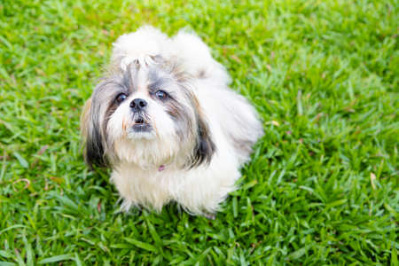 Lovely Female Shih Tzu dog on lawn backgroundの写真素材