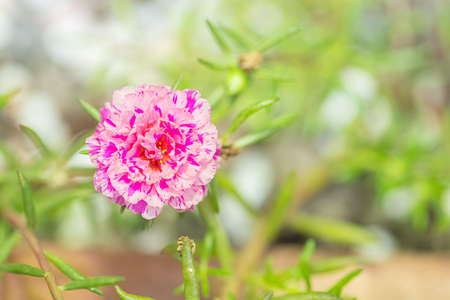 Portulaca grandiflora flowers at the garden in morning with natural backgroundの写真素材