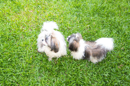 Lovely Female Shih Tzu dog on lawn backgroundの写真素材