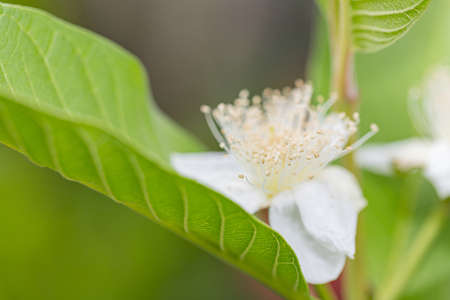 White guava flowers bloom before the fruit of the guava with green nature background