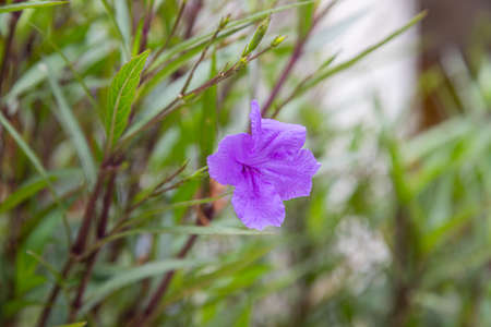 Beautiful of Ruellia tuberosa blooming in the natural gardenの写真素材