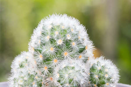 Close up of potted Mammillaria cactus with green nature background