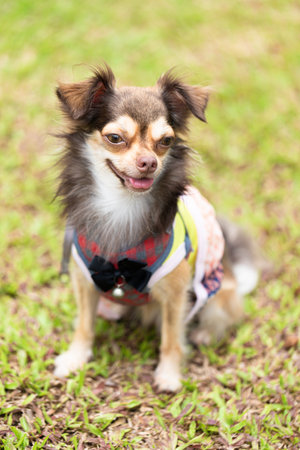 Long haired chihuahua dog playing with a blurred green lawnの写真素材