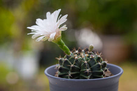 Close-up Cactus (Gymno) Pink Flower is blooming flower nature backgroundの写真素材