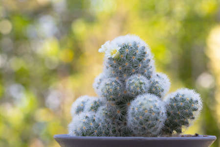 Mammillaria schiedeana with littel White flower in green blur bokeh nature background, easy for beginner plan to collec small cactus can put near to the windows on the work table and see it growingの写真素材