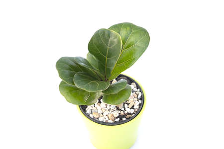 Ficus lyrata  In a pot on a white backgroundの写真素材