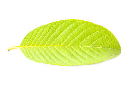 Leaves of guava texture on a white backgroundの写真素材