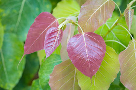 Heart shaped bodhi leaves on trees nature backgroundの写真素材