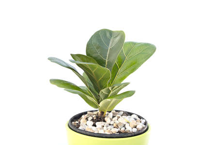 Ficus lyrata  In a pot on a white backgroundの写真素材