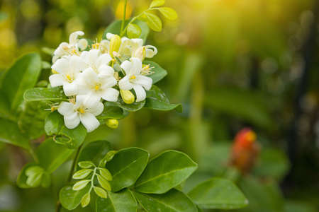 Beautiful white Murraya flowers blooming and fragrant in garden nature backgroundの写真素材