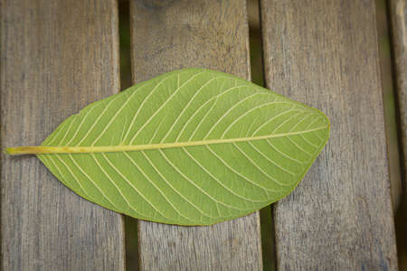 Leaves on a vintage wooden table natural background