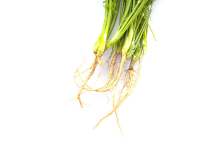 Fresh green organic dill isolated on white background