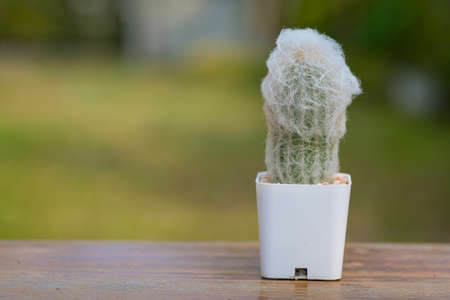 Cephalocereus senilis cactus in diy concrete pot is on wooden table natural backgroundの写真素材