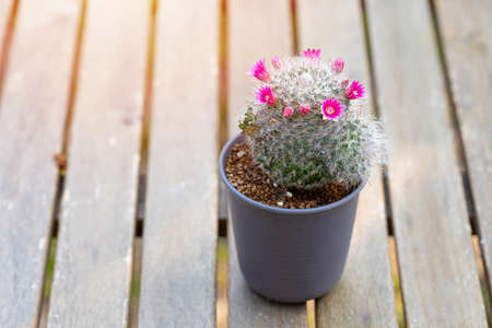 Mammillaria Bocasana with pink flower in small pot on table wood natural backgroundの写真素材