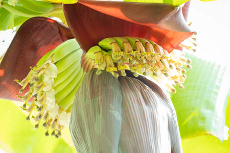blossom of the banana tree with nature backgroundの写真素材