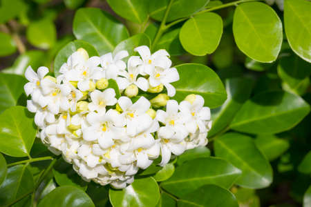 Heart-shaped white glass murraya flower with a soft and refreshing scentの写真素材