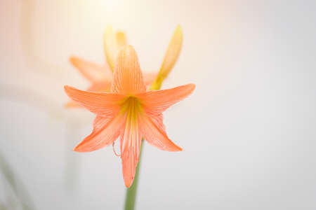 Hippeastrum johnsonii flowers in the garden nature backgroundの写真素材