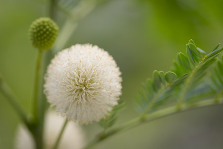 Leucaena leucocephala flowers Organic, naturally occurringの写真素材
