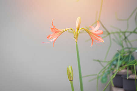 Hippeastrum johnsonii flowers in the garden nature backgroundの写真素材