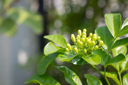Heart-shaped white glass murraya flower with a soft and refreshing scentの写真素材