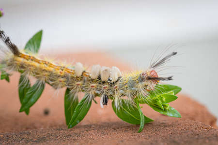 worm is eating the leaves of the flower nature background