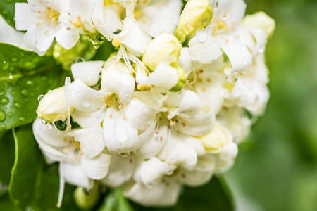 Heart-shaped white glass murraya flower with a soft and refreshing scent