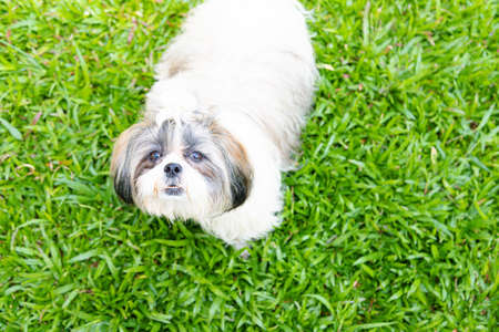 Lovely Female Shih Tzu dog on lawn background