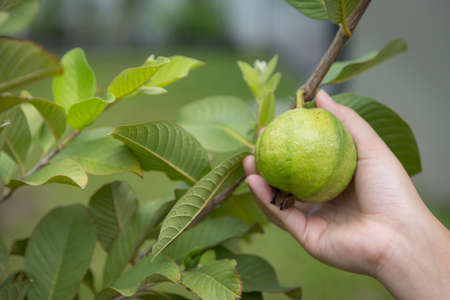 Fresh guava on the tree with nature backgroundの写真素材