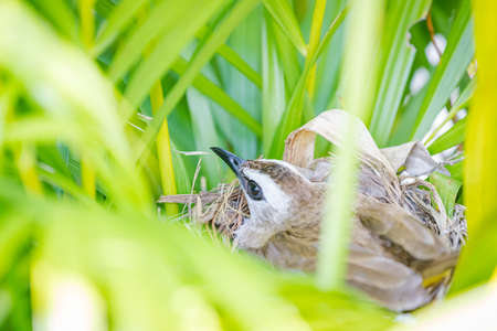 Birds hatching eggs in their nests on the tree