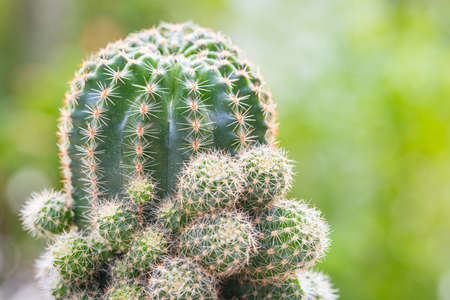Echinopsis calochlora cactus in pot with green nature background