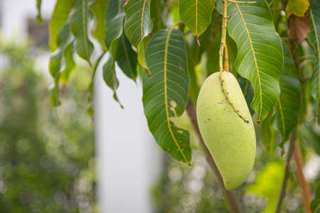 Nam Dok Mai mango on the tree in the gardenの写真素材