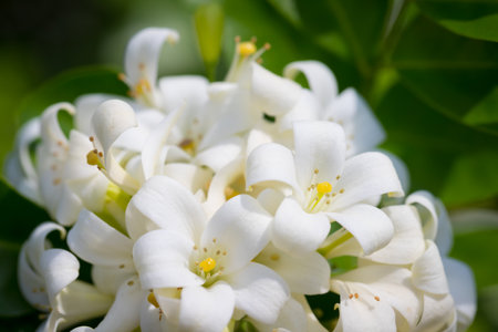 Heart-shaped white glass murraya flower with a soft and refreshing scentの写真素材