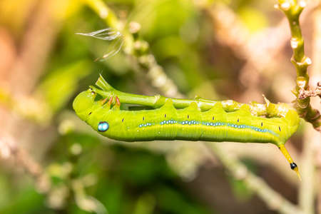 Close up green worm is trimming the leaves on the tops of the flowersの写真素材