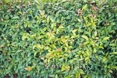 Green tree wall fence line used as a barrier to block the sightの写真素材