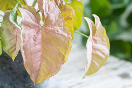 Close-up view of Syngonium hybrid Pink leaf texture with Popular with spotted tree collectorsの写真素材