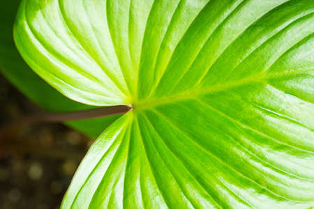 Close-up view of Homalomena rubescens leaf plants texture, Popular with spotted tree collectorsの写真素材
