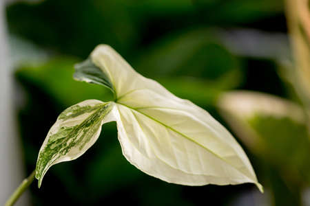 Syngonium podophyllum Variegeted in pot put in house for decorate with Popular with spotted tree collectors.の写真素材