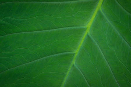 Close up of green leaf pattern texture nature background