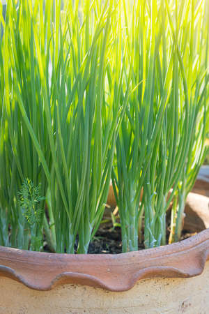 Fresh green onions in pots and morning sunlight natural background