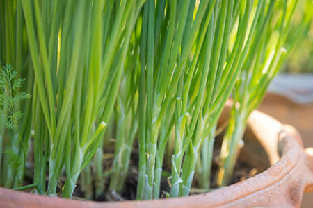 Fresh green onions in pots and morning sunlight natural background