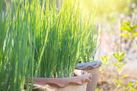 Fresh green onions in pots and morning sunlight natural backgroundの写真素材