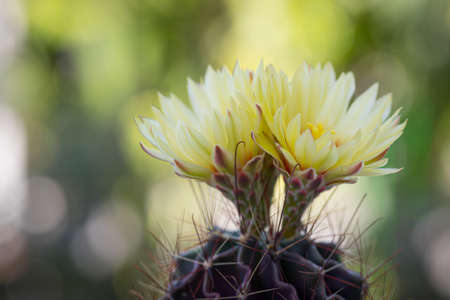 Hamatocactus setispinus beautiful yellow flowers blooming with blur bokeh nature backgroundの写真素材