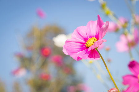 Beautiful wild flowers camomiles flowers in the field receiving natural Summer bright landscape with blue sky backgroundの写真素材