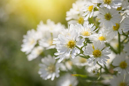 Beautiful wild flowers Daisy flowers in the field receiving natural Summer bright landscapeの写真素材