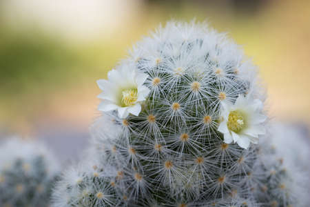 Mammillaria schiedeana with littel White flower in green blur bokeh nature background, easy for beginner plan to collec small cactus can put near to the windows on the work table and see it growingの写真素材