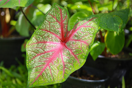 Caladium bicolor with a pink pattern in gargen plant nature backgroundの写真素材